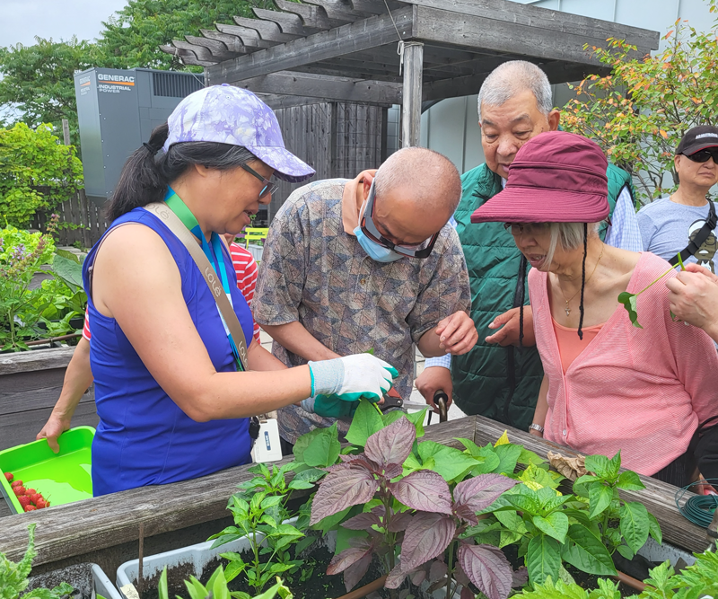 A group of 4 adults gather around a planter box to look at some plants on the rooftop garden at South Riverdale CHC