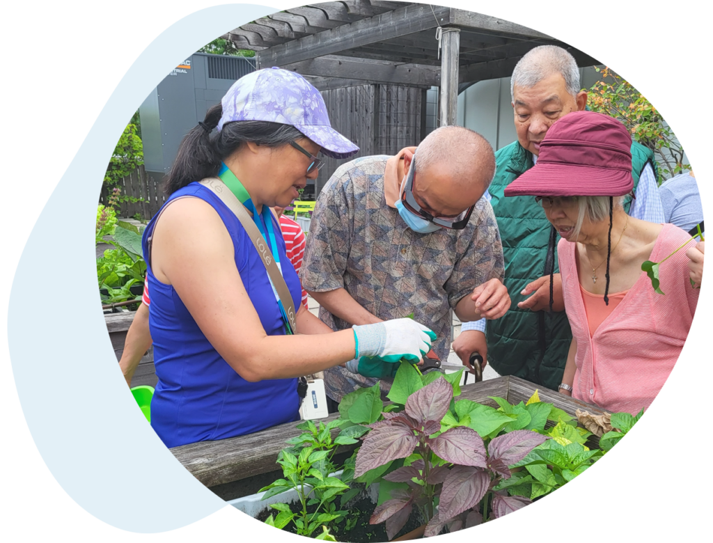 A group of 4 adults gather around a planter box to look at some plants on the rooftop garden at South Riverdale CHC